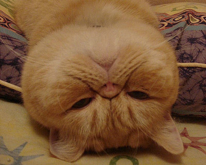 Fluffy Orange Cat — Relaxed, Photograph, Pillow