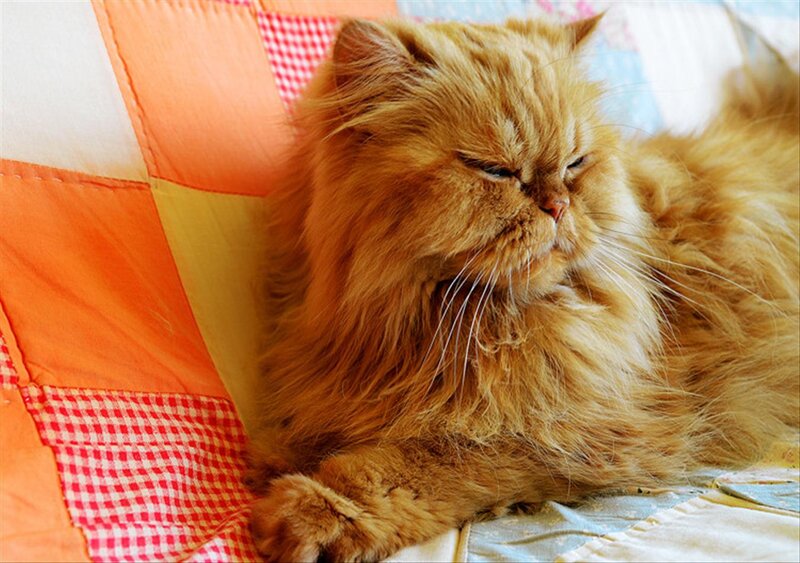 Fluffy Orange Cat — Relaxed, Photograph