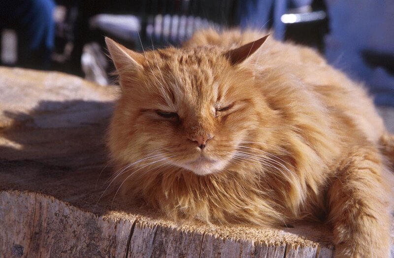 Fluffy Orange Cat — Relaxed
