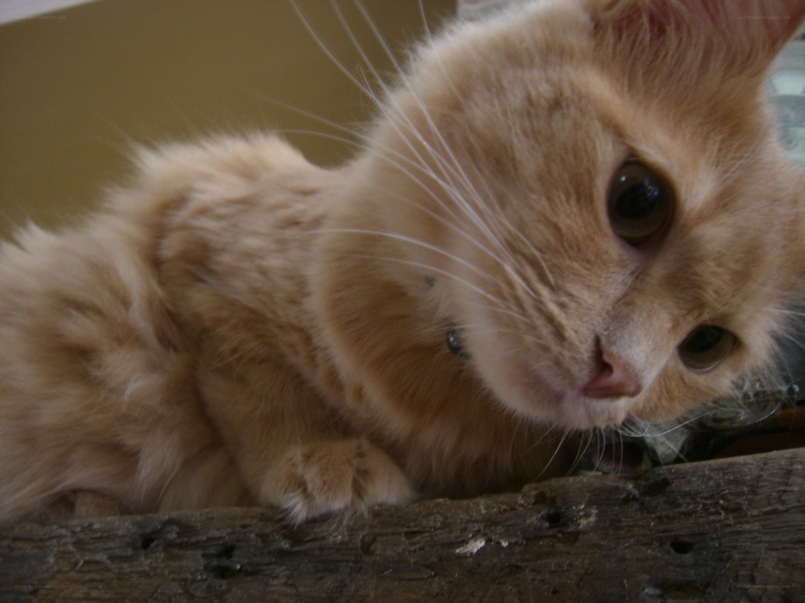 fluffy orange cat resting
