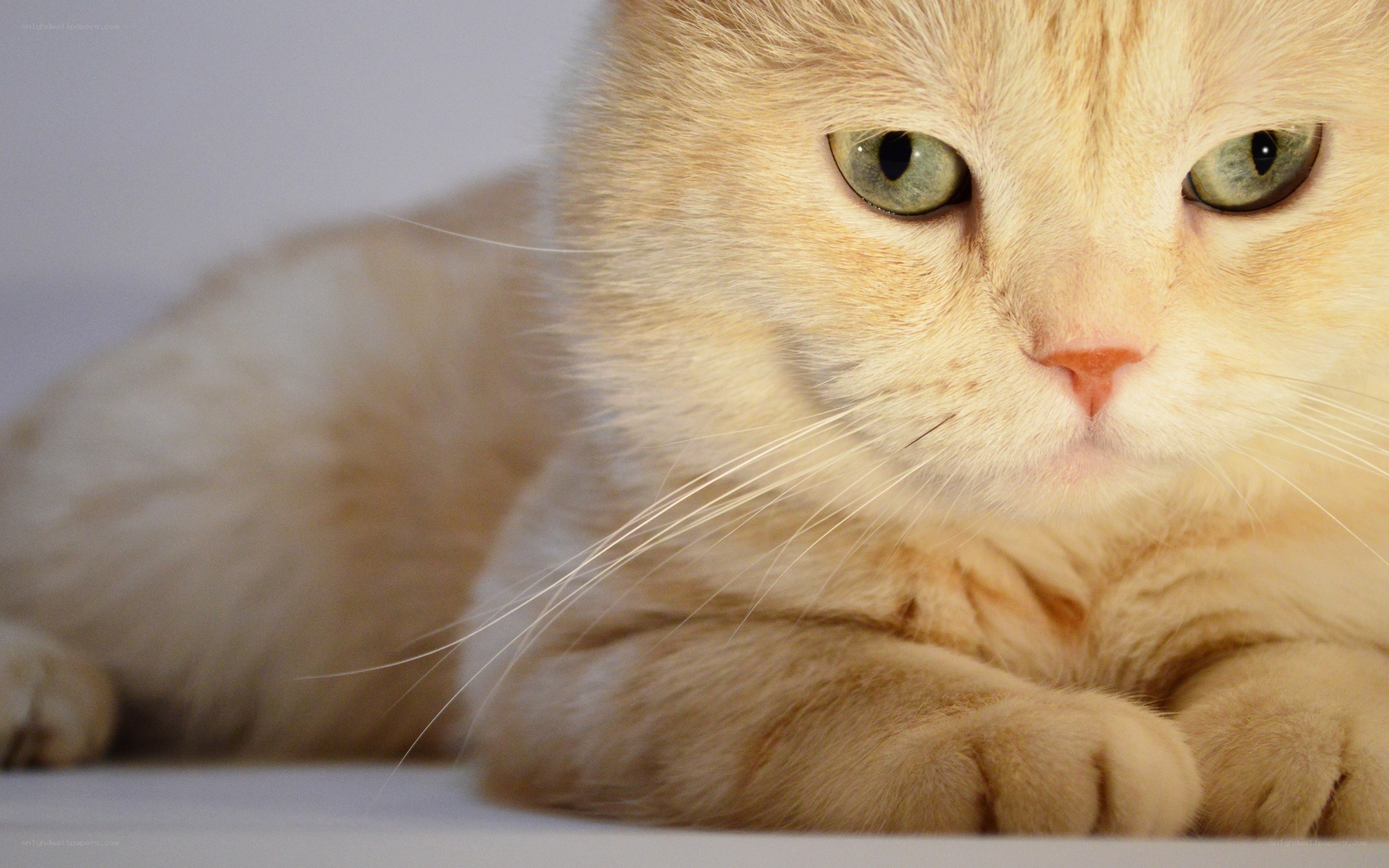 fluffy orange cat resting