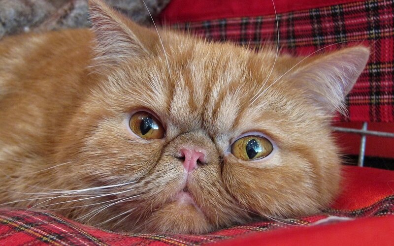 fluffy orange cat resting