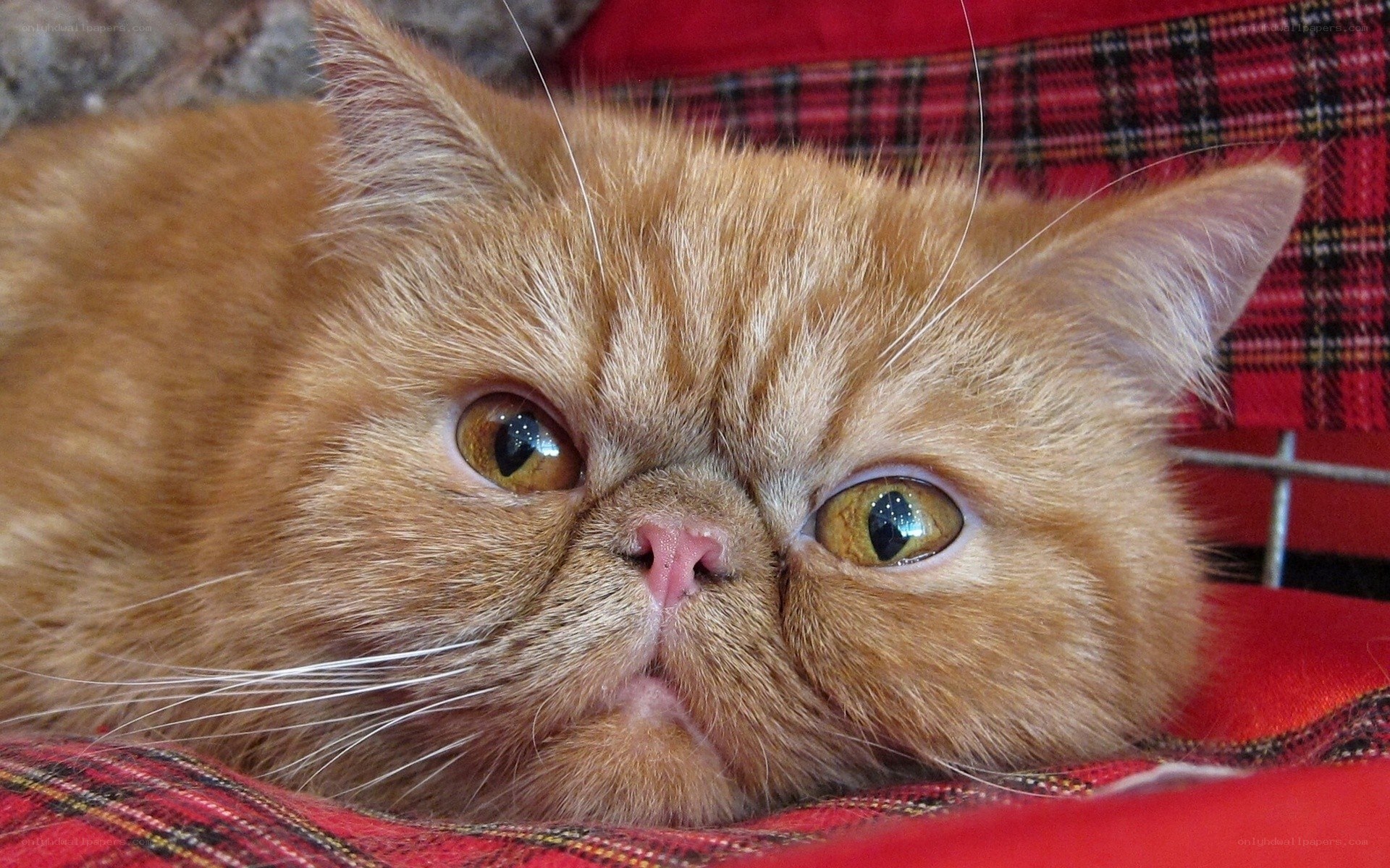fluffy orange cat resting