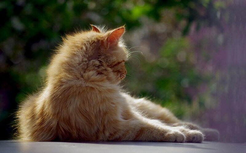Fluffy Orange Cat — Serene, Afternoon, Photograph, Sunlight