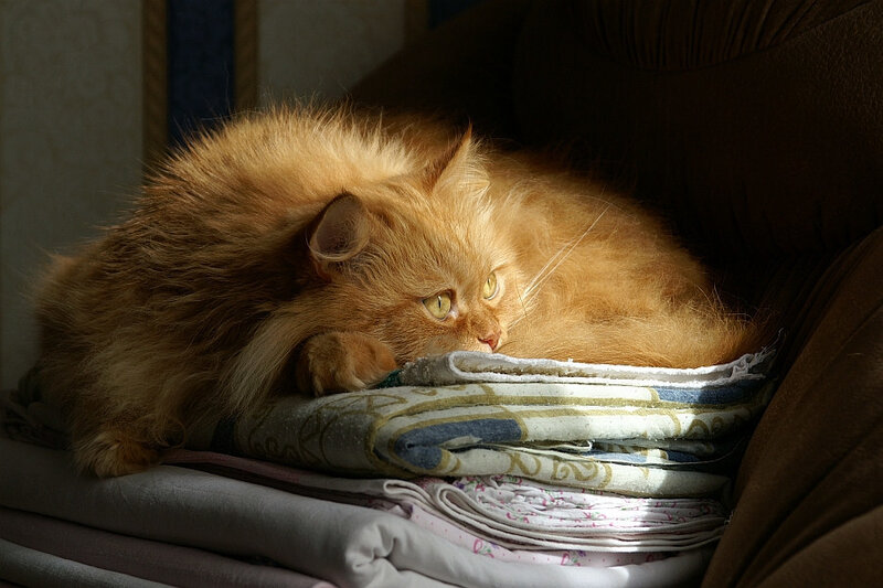 Fluffy Orange Cat — Serene, Afternoon, Photograph