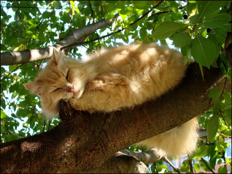 Fluffy Orange Cat — Serene, Afternoon, Photograph, Tree