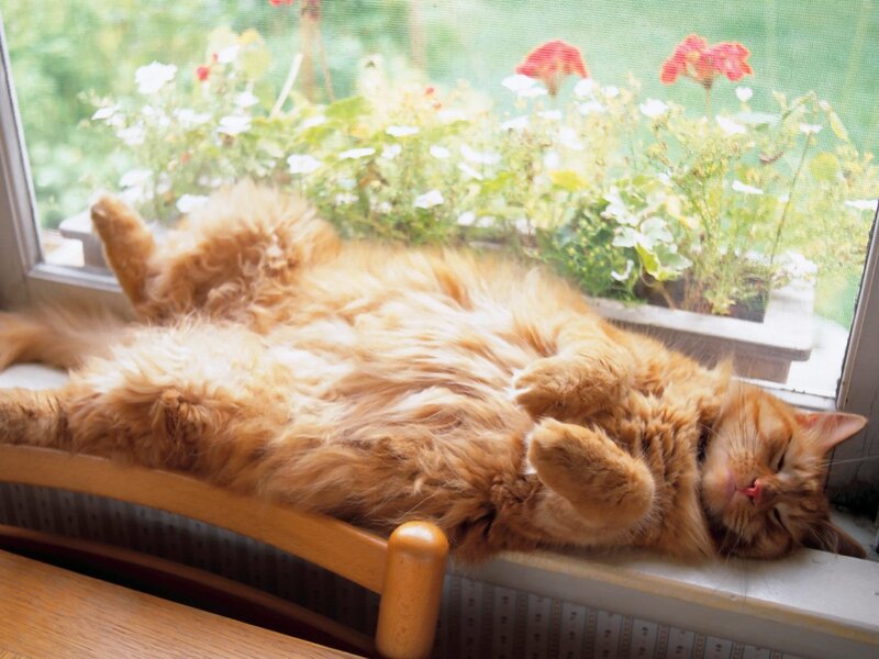 Fluffy Orange Cat — Serene, Afternoon, Photograph, Window