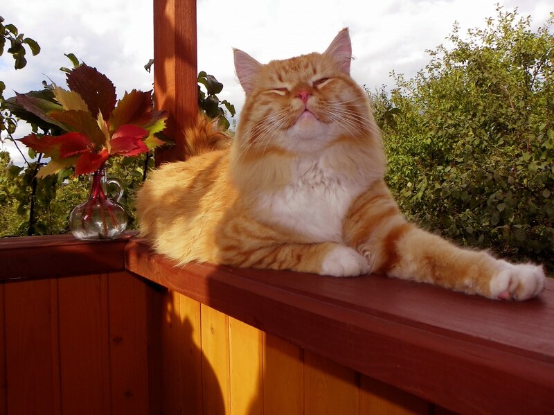 Fluffy Orange Cat — Serene, Afternoon, Photograph, Wooden Railing