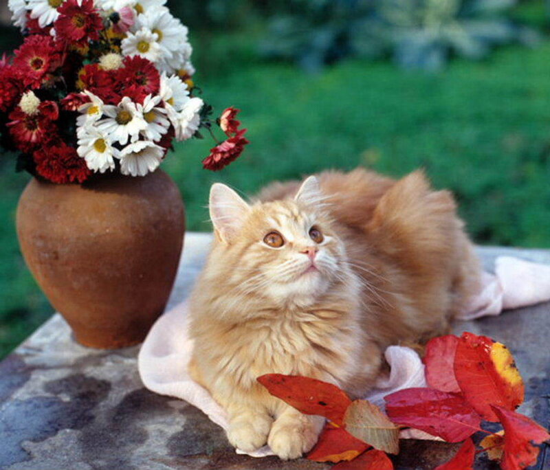 Fluffy Orange Cat — Serene, Autumn, Photograph