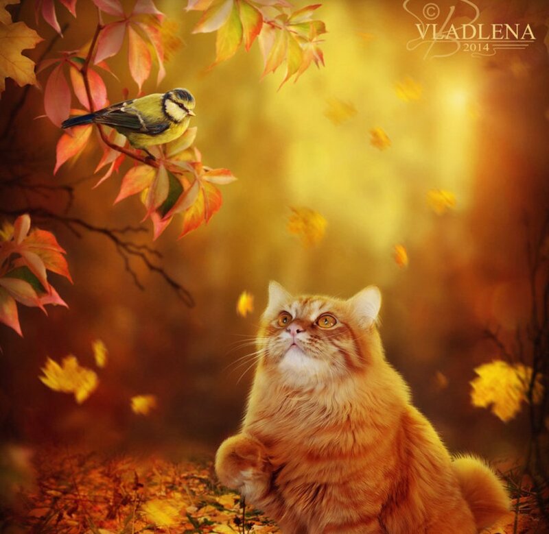 Fluffy Orange Cat — Serene, Autumn