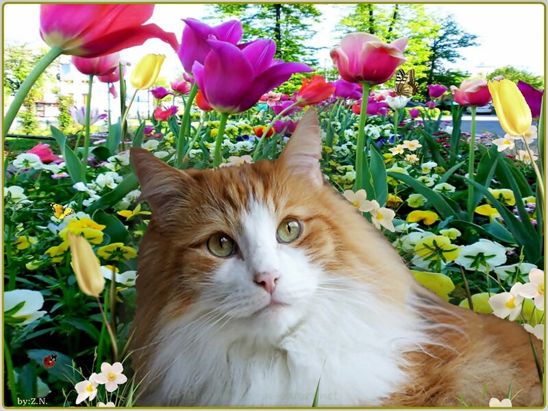 Fluffy Orange Cat — Serene, Spring
