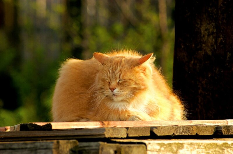Fluffy Orange Cat — Serene