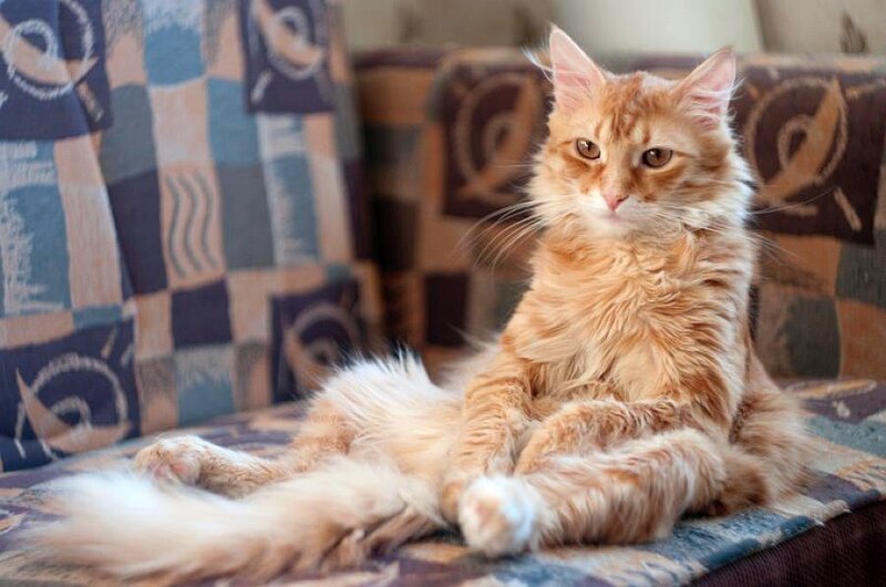 fluffy orange cat sitting