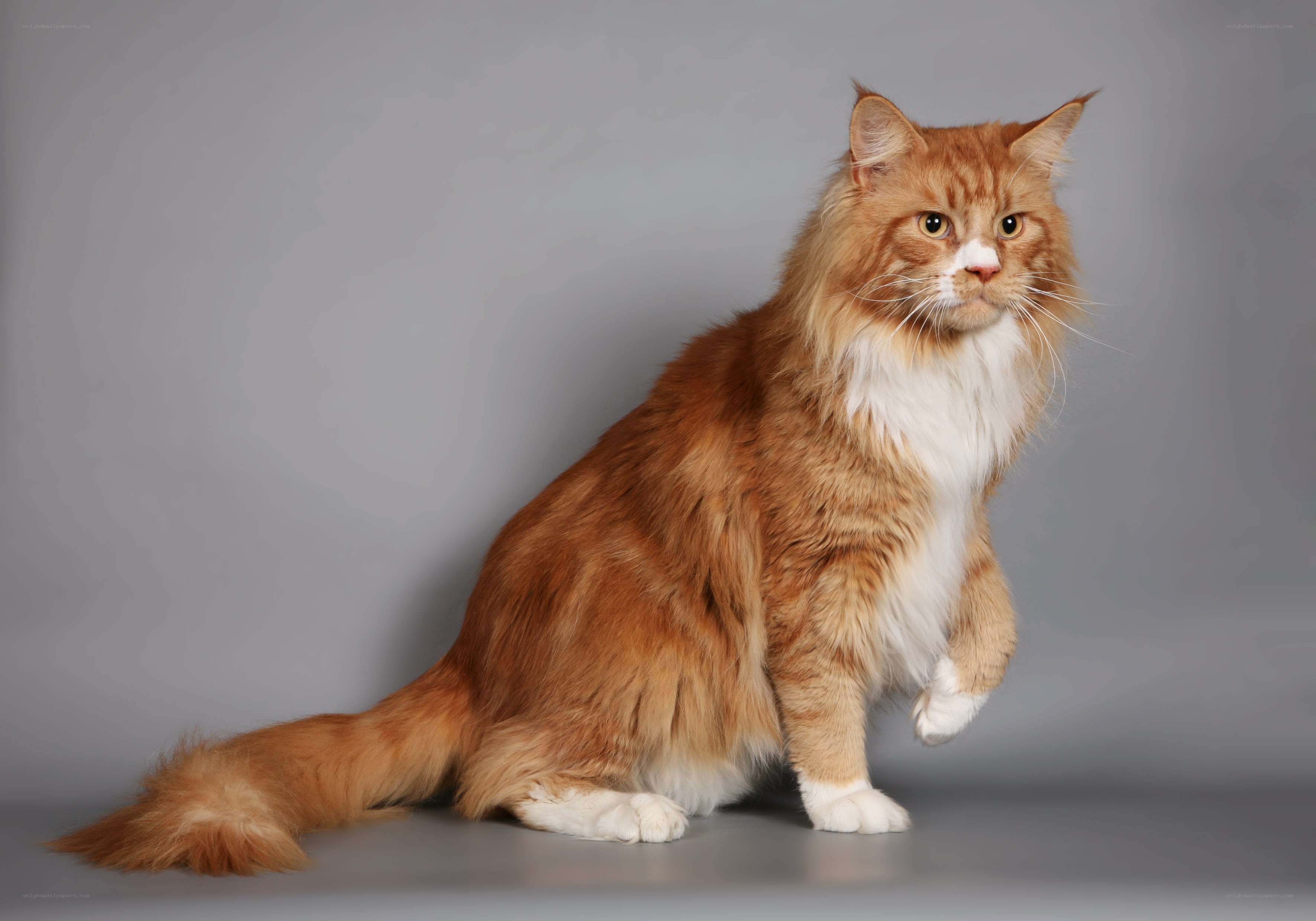 fluffy orange cat sitting
