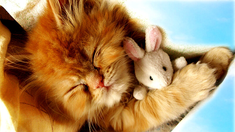 Fluffy Orange Cat Sleeping — Peaceful