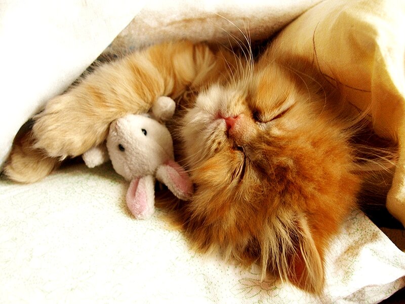 Fluffy Orange Cat Sleeping