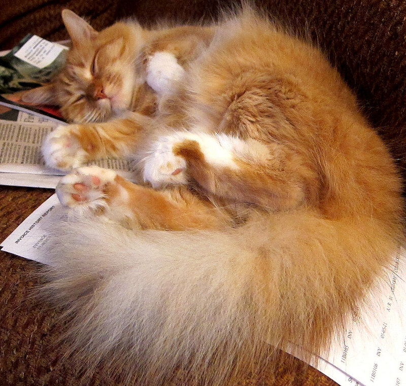 Fluffy Orange Cat — Sleepy