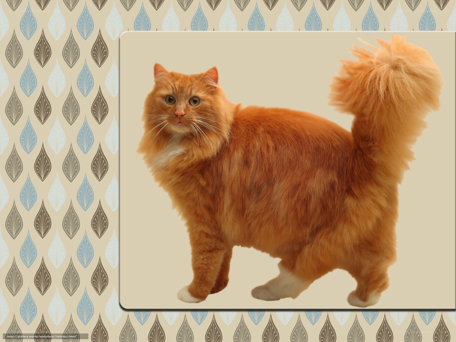 fluffy orange cat standing