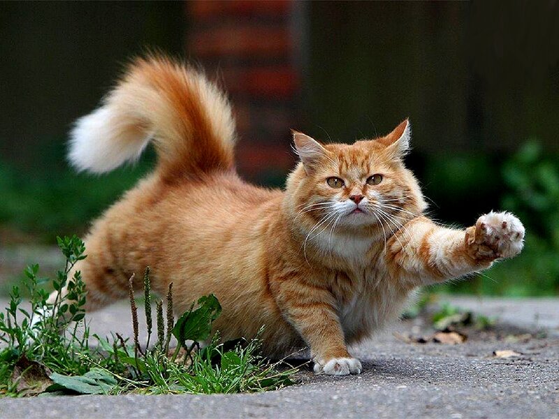fluffy orange cat stretching