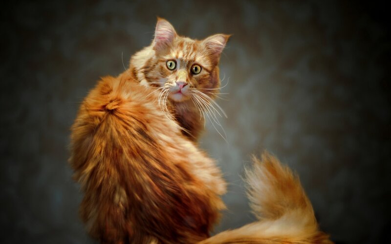 Fluffy Orange Cat — Whiskers