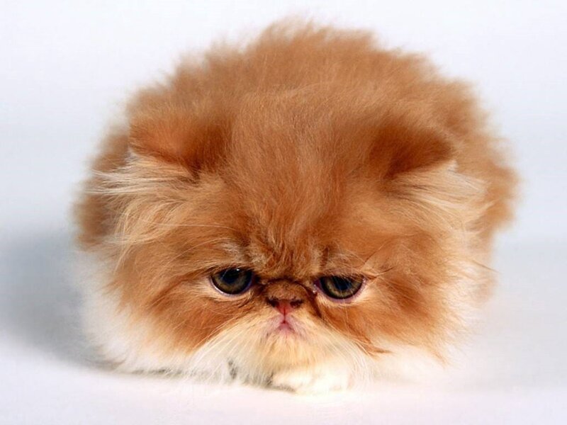 Fluffy Orange Cat — White Background