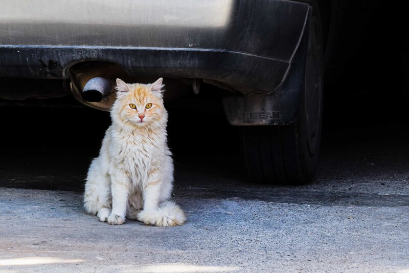 Fluffy Orange Cat — White, Calm, Afternoon