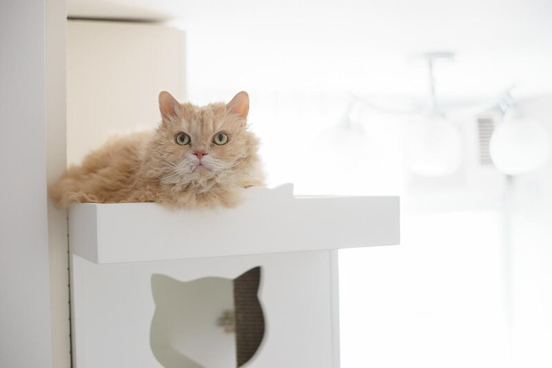 Fluffy Orange Cat — White, Calm, Photograph, Cat Tree