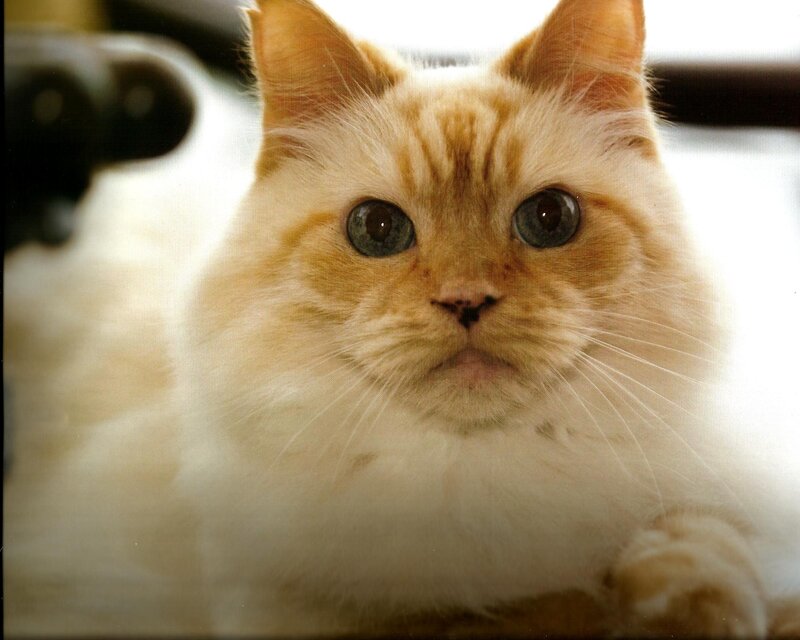 Fluffy Orange Cat — White, Calm, Photograph