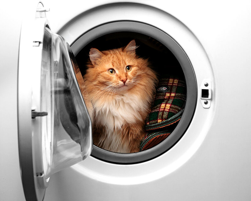 Fluffy Orange Cat — White, Calm, Photograph, Washing Machine