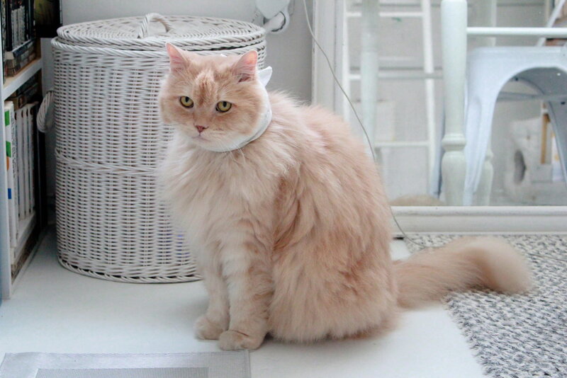 Fluffy Orange Cat — White, Calm, Photograph, Wicker Basket