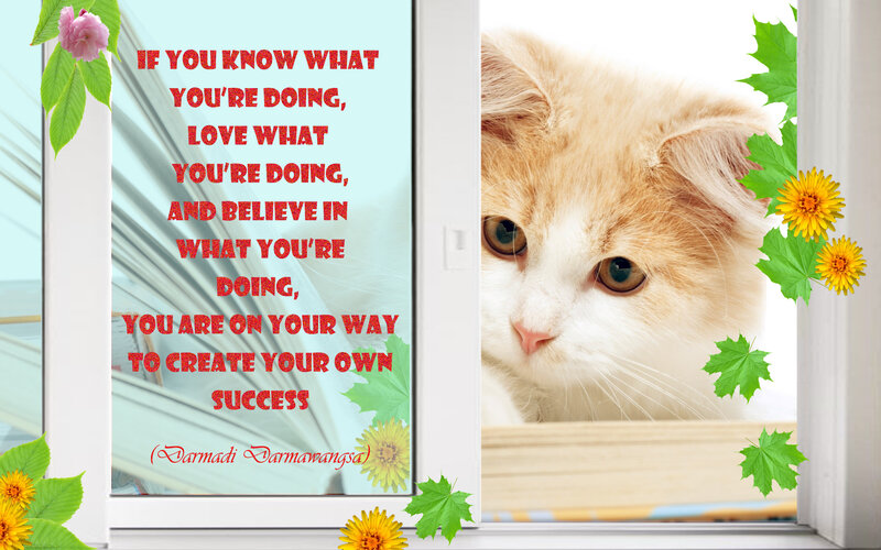 Fluffy Orange Cat — White, Calm