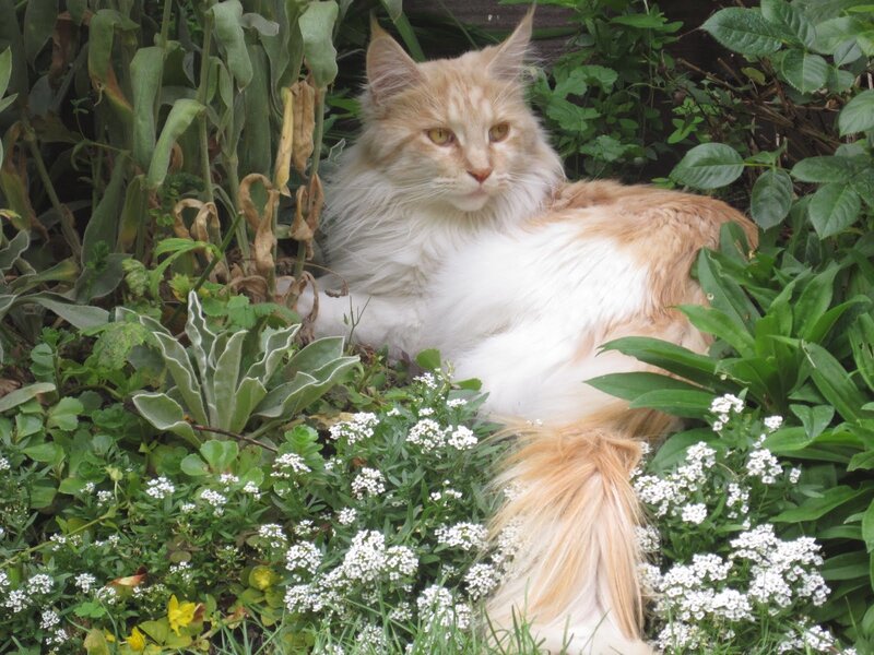 Fluffy Orange Cat — White