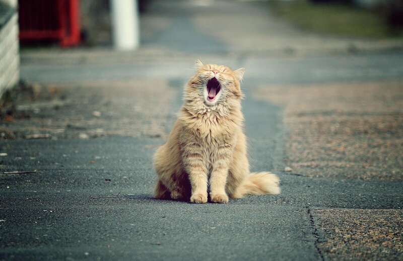 Fluffy Orange Cat Yawning