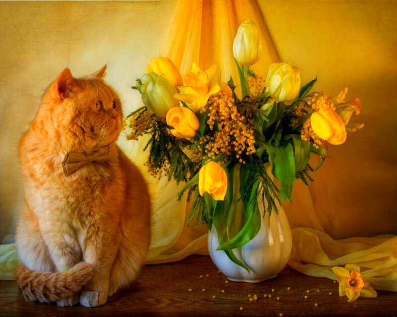 Fluffy Orange Cat — Yellow, Calm