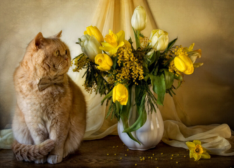 Fluffy Orange Cat — Yellow, Serene