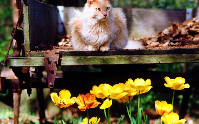 Fluffy Orange Cat — Yellow