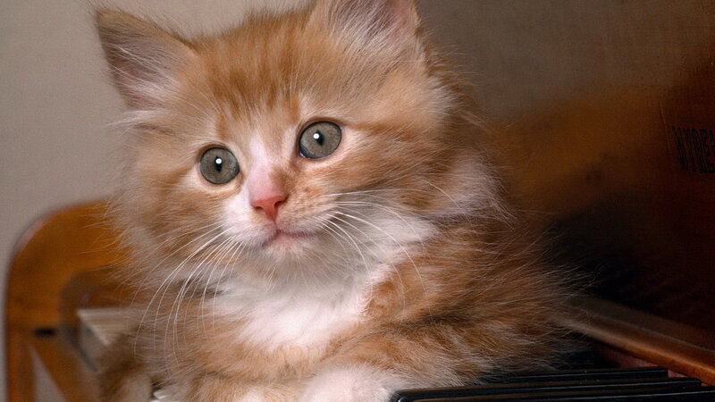 fluffy orange kitten