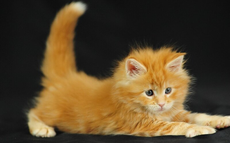fluffy orange kitten
