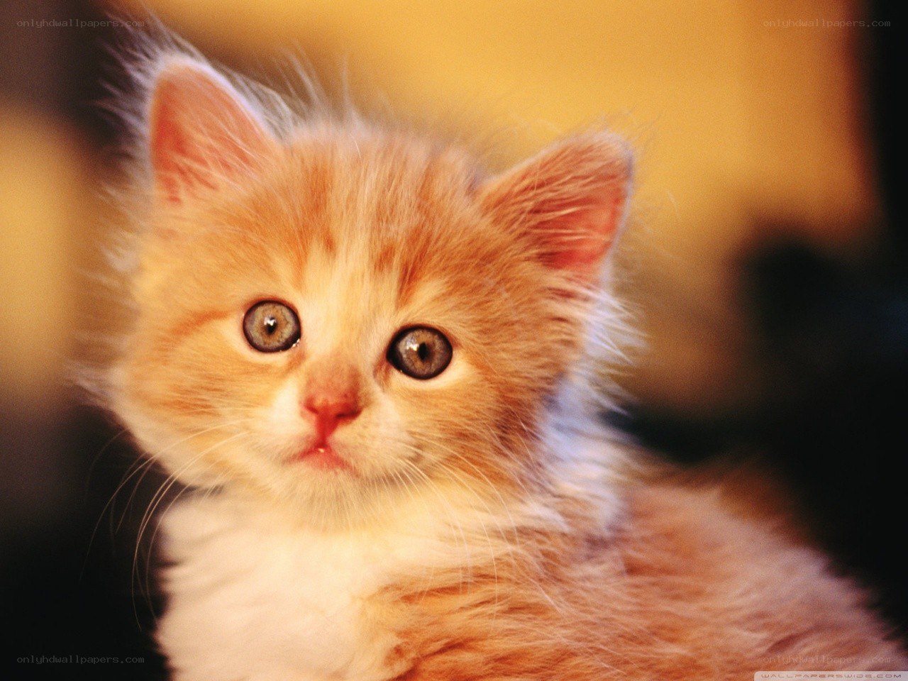 fluffy orange kitten