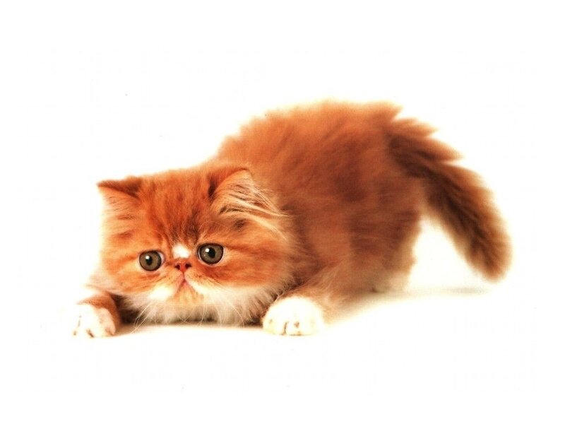 fluffy orange kitten