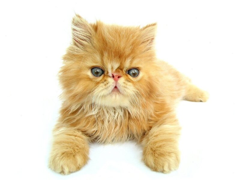 fluffy orange kitten