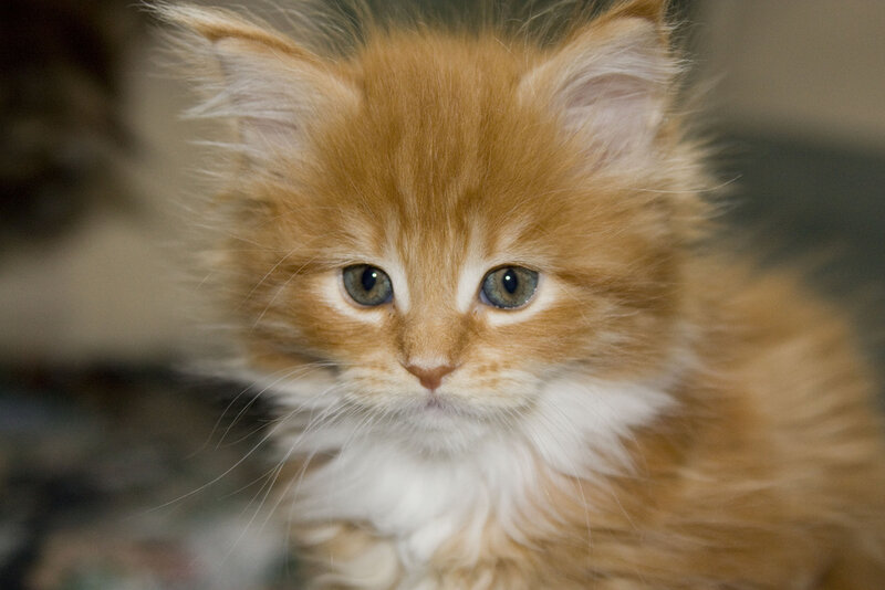 fluffy orange kitten