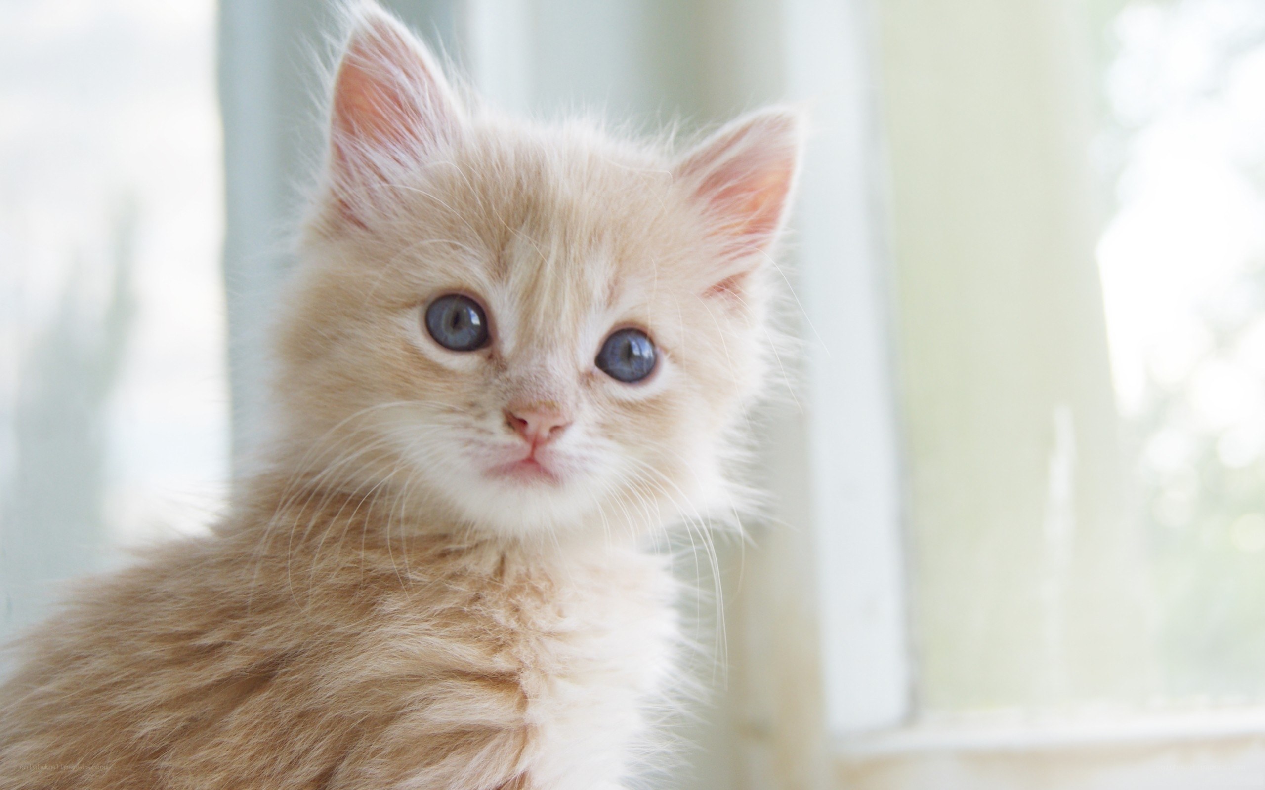 fluffy orange kitten