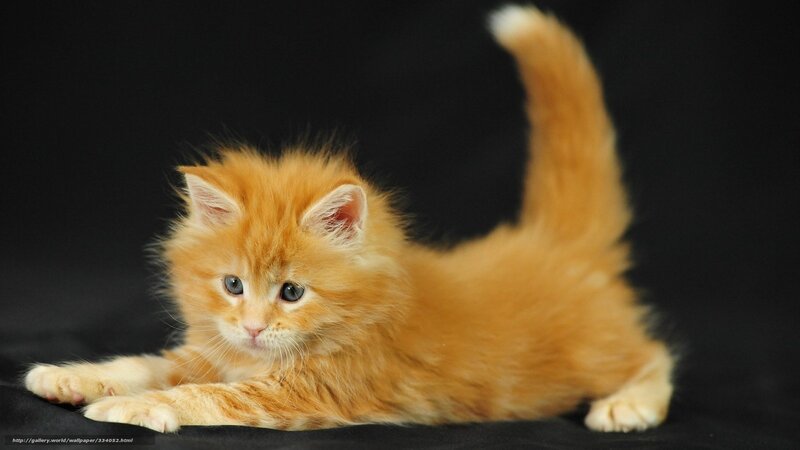 fluffy orange kitten