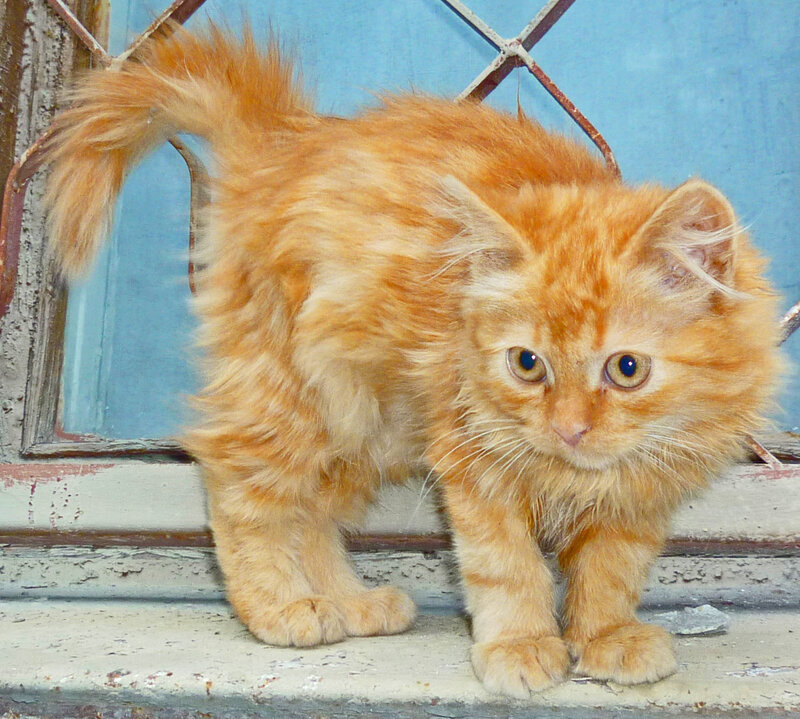 Fluffy Orange Kitten — Alert