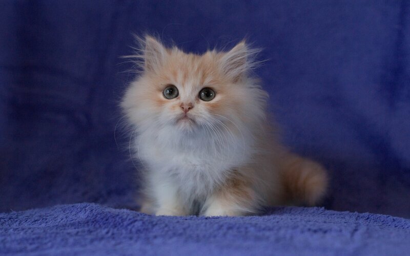 Fluffy Orange Kitten — Blue, Calm, Photograph