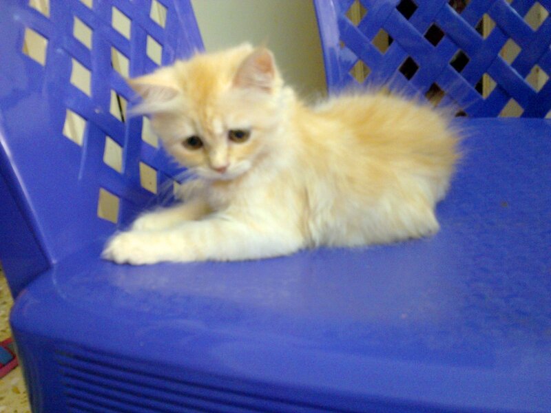 Fluffy Orange Kitten — Blue, Calm
