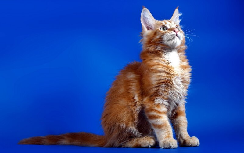 Fluffy Orange Kitten — Blue, Curious