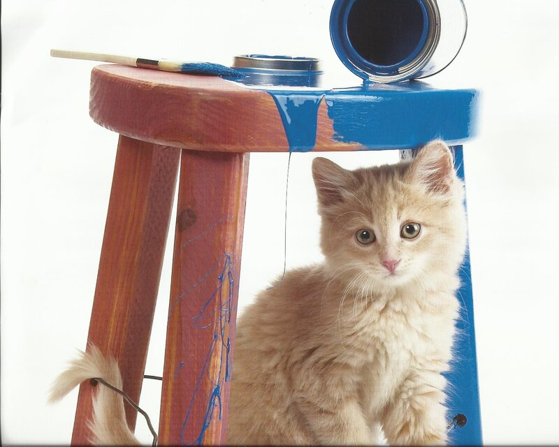 Fluffy Orange Kitten — Blue, Innocent