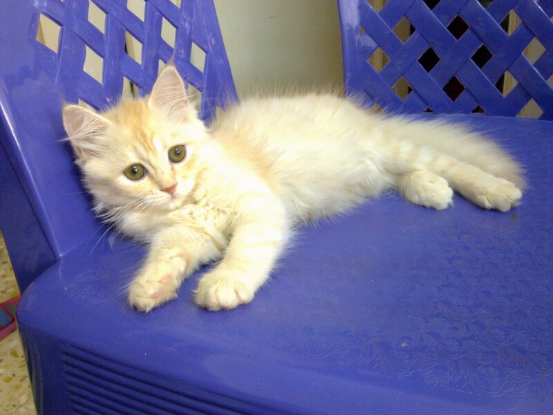 Fluffy Orange Kitten — Blue